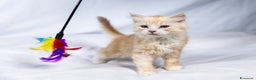Siberiano gatti in vendita: Cuccioli gatto siberiano subito disponibili - Annuncio 7