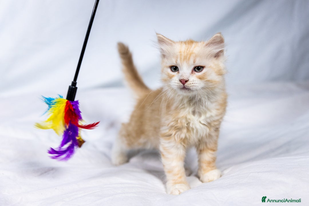 Siberiano gatti in vendita: Cuccioli gatto siberiano subito disponibili - Annuncio 7