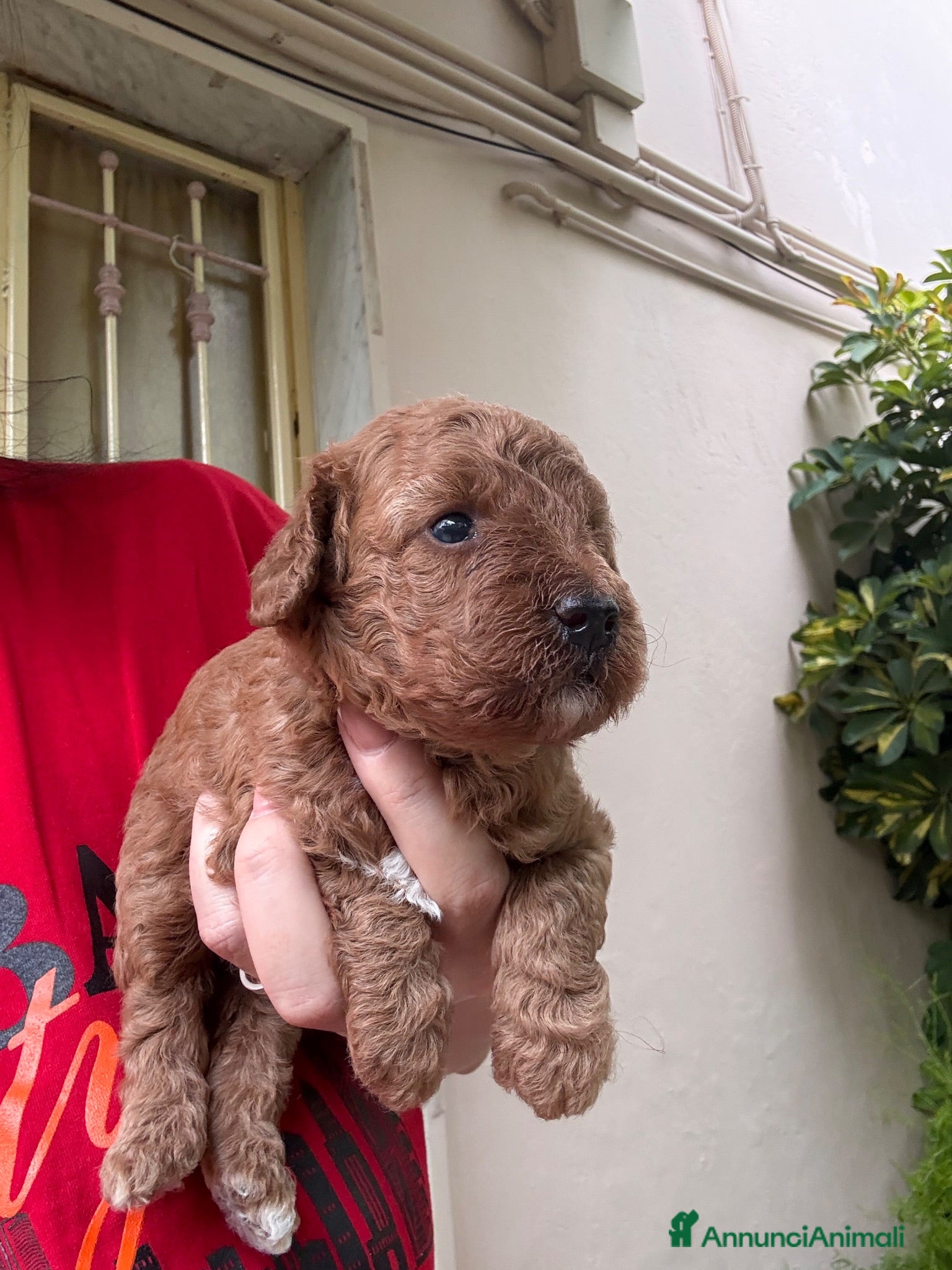 Barboncino cani Barboncini red  - Annuncio 13