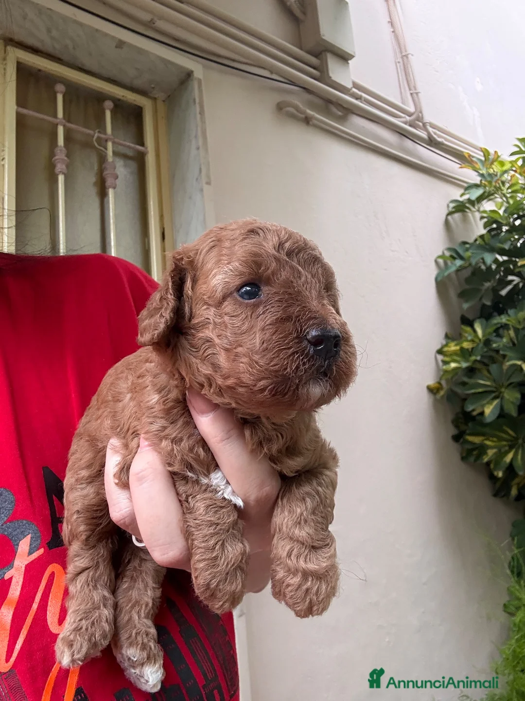 Barboncino cani in vendita: Barboncini red  a Città Metropolitana di Napoli - Annuncio 1