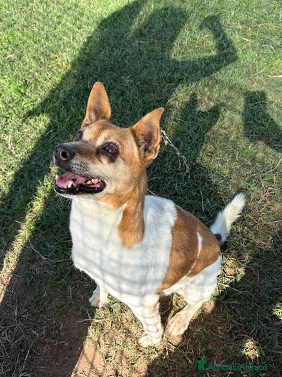 Jack Russell cani in regalo: Tic simpaticissimo derivato jack russell - Annuncio 1