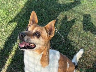 Jack Russell cani Tic simpaticissimo derivato jack russell - Annuncio 5