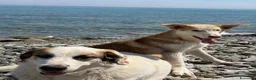 Meticcio cani in regalo: Simba a Provincia di Cosenza - Annuncio 6