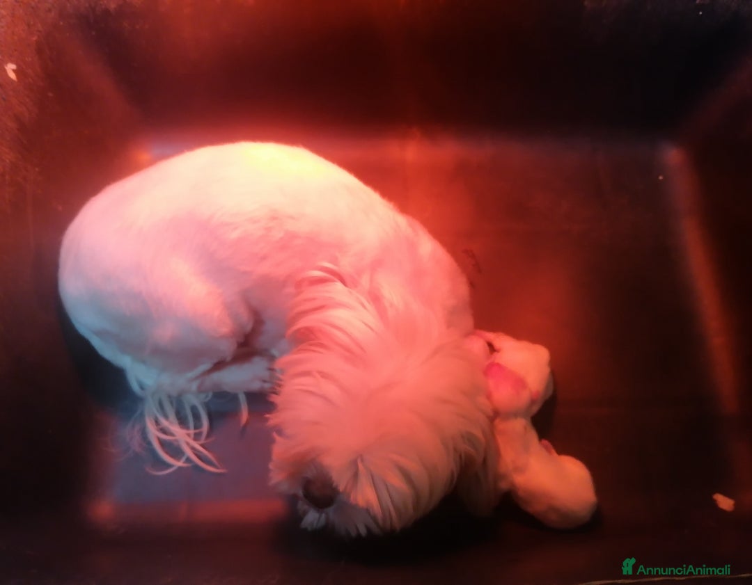 Shih Tzu cani in vendita: Shih Tzu cuccioli bianchi - Annuncio 4