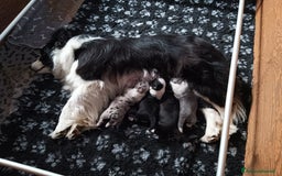 Border Collie cani in vendita: Cuccioli Border Collie a Città Metropolitana di Torino - Immagine 2
