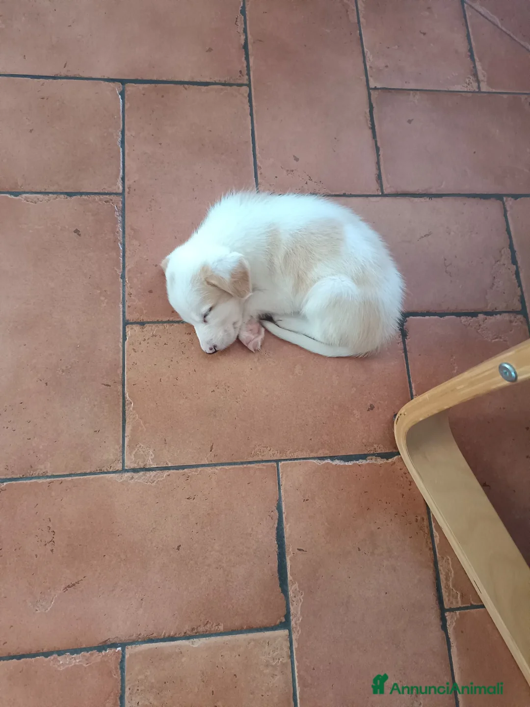 Meticcio cani in regalo: Labrador Retriever  a Libero consorzio comunale di Agrigento - Annuncio 4