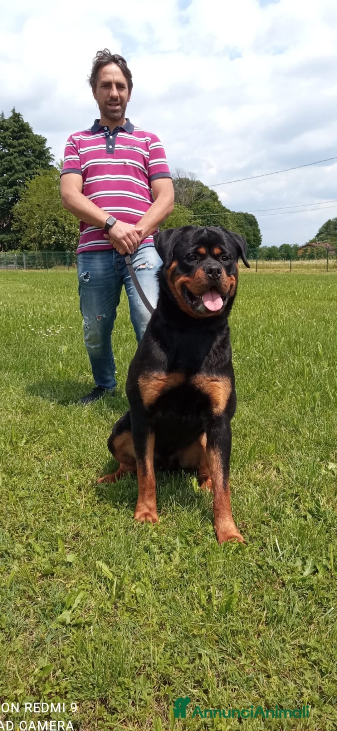Rottweiler cani per accoppiamento: Rottweiler per monta - Annuncio 5