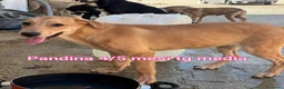 Meticcio cani in regalo: CUCCIOLI ABBANDONATI: URGENTE  a Città Metropolitana di Torino - Annuncio 9