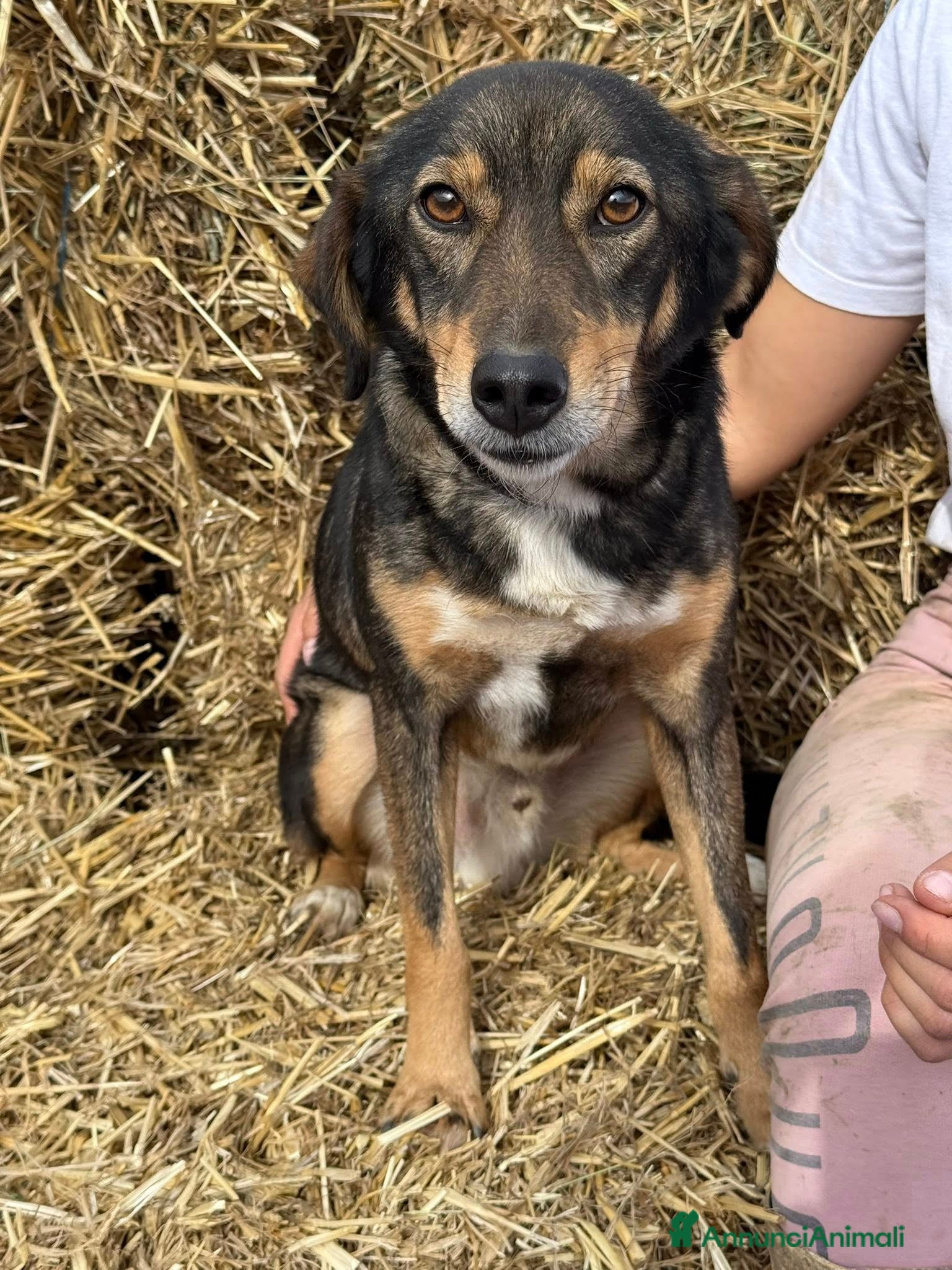 Meticcio cani SPEEDY, cagnolino DOLCISSIMO abbandonato. - Annuncio 2