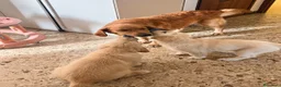 Golden Retriever cani in vendita: 🐶 2 FEMMINE GOLDEN RETRIEVER DI 2 MESI – PEDIGREE - Annuncio 5