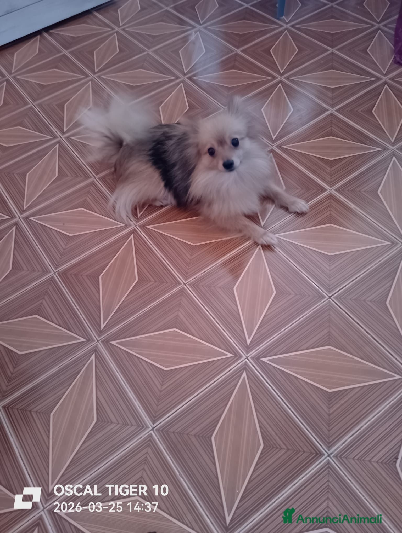Spitz cani Vendo un cucciolo e mamma e papa - Annuncio 1