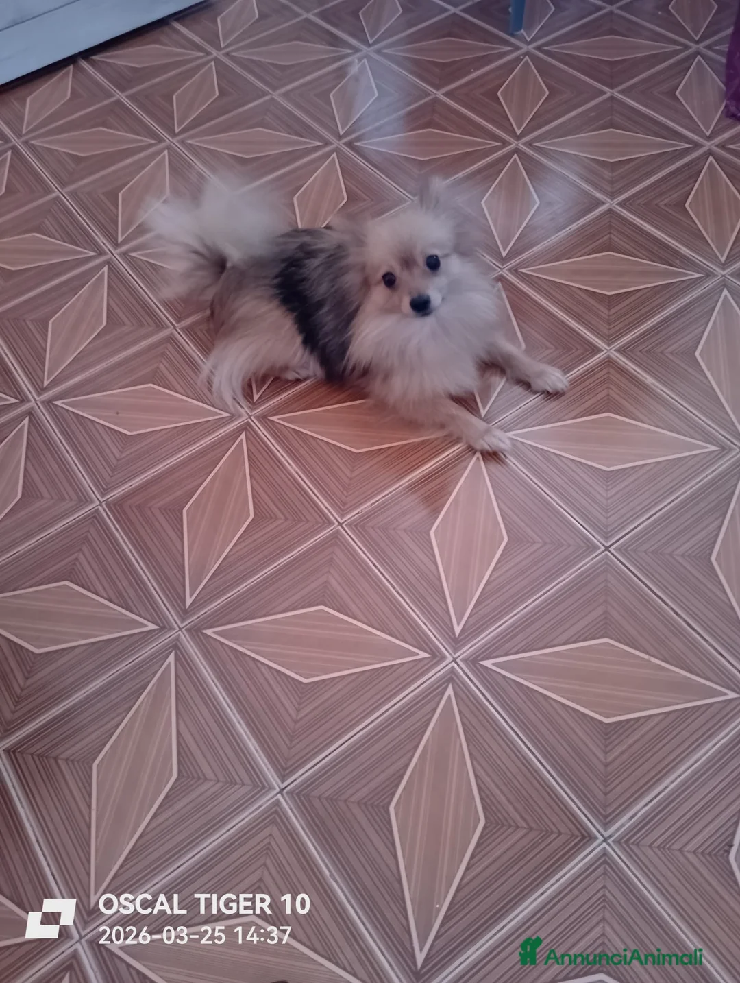 Spitz cani in vendita: Vendo un cucciolo e mamma e papa a Città Metropolitana di Torino - Annuncio 1