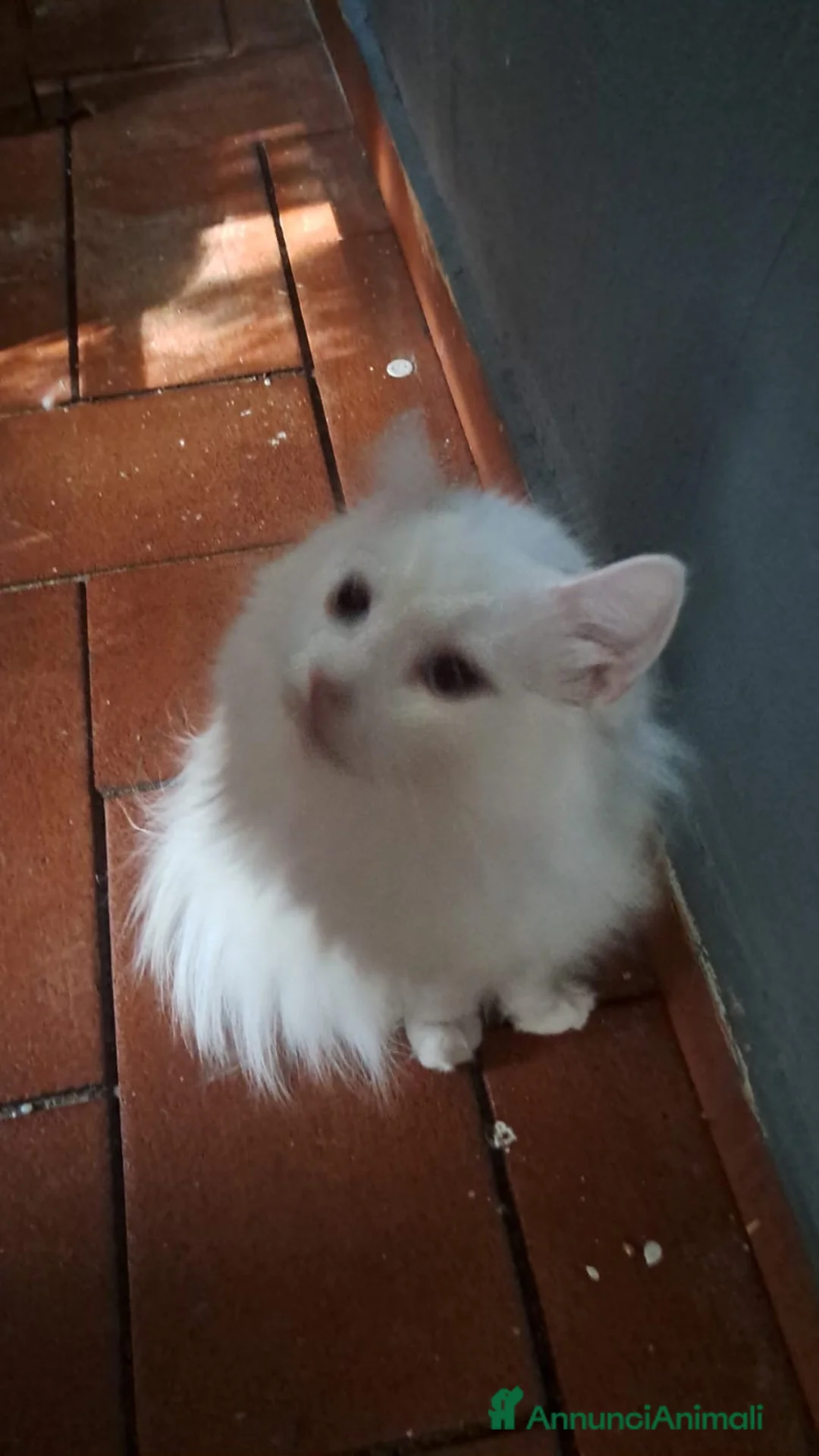 Angora turco gatti in vendita: Angora turco - Annuncio 10