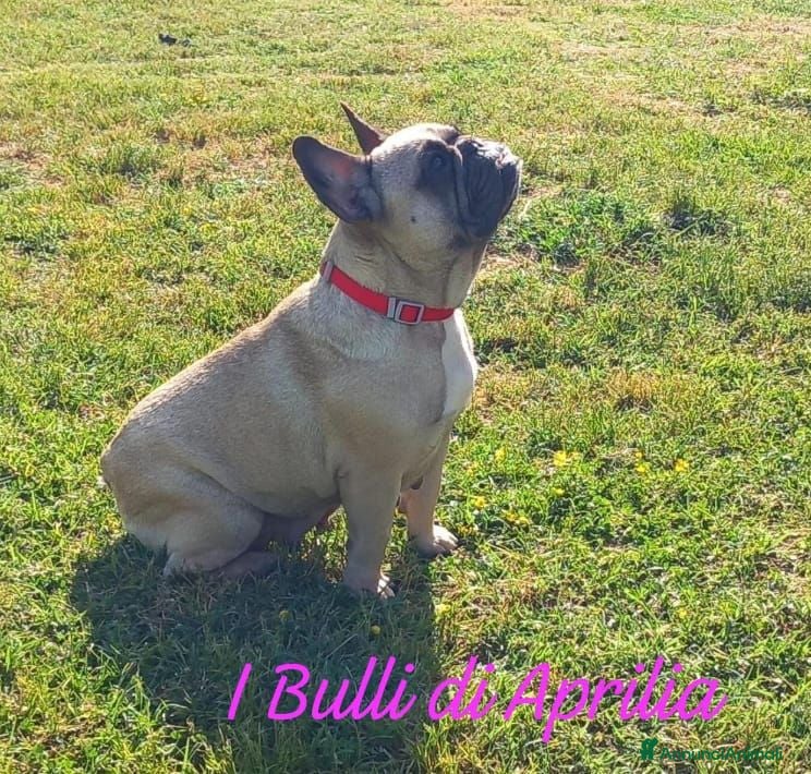 Bulldog Francese cani BULLDOG FRANCESE  - Annuncio 31