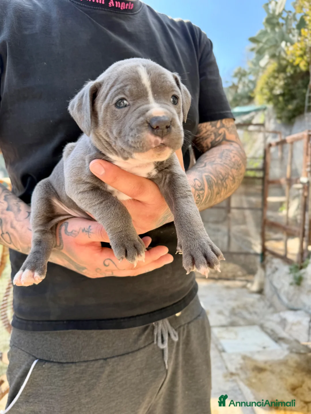 Pitbull cani in vendita: Cuccioli Pitbull UKC Black Red Blue Nose - Annuncio 2