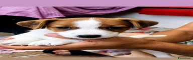 Jack Russell 3