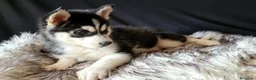 Husky cani in vendita: SIBERIAN HUSKY CUCCIOLATA CON PEDIGREE  - Annuncio 4