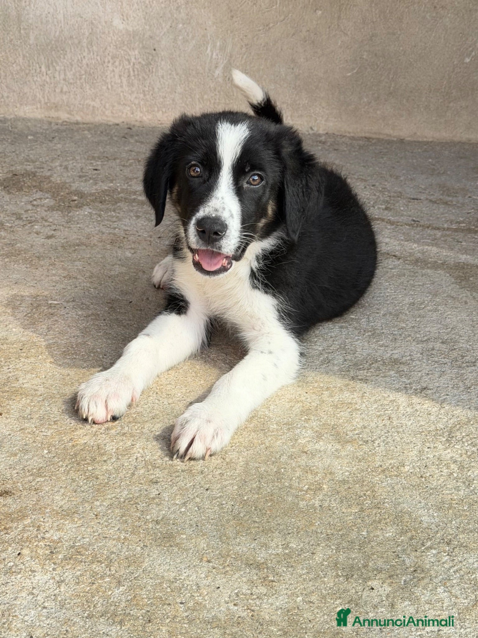Meticcio cani Baby  - Annuncio 10