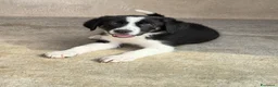 Meticcio cani in regalo: Baby  a Provincia di Verona - Annuncio 1