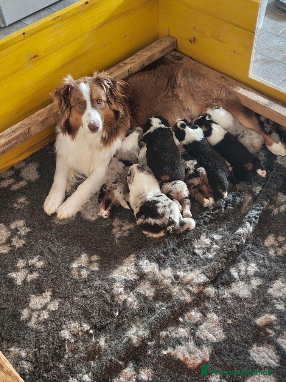 Australian Shepherd cani Australian Shepherd pedigree ENCI - Annuncio 36