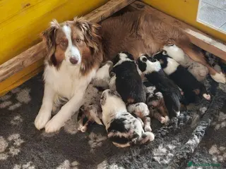 Australian Shepherd cani Australian Shepherd pedigree ENCI - Annuncio 36