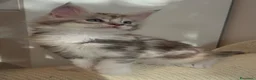 Maine Coon gatti in vendita: Maine Coon con pedigree  - Annuncio 5