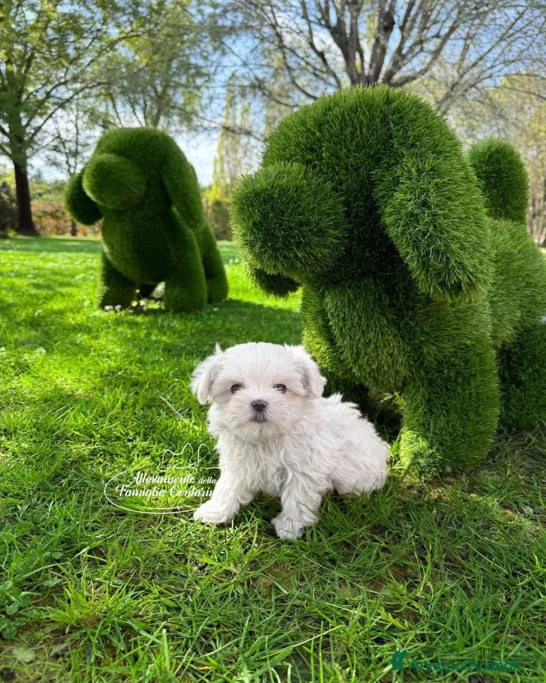 Maltese cani in vendita: Cuccioli Maltese a Città Metropolitana di Torino - Annuncio 1
