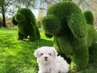 Maltese cani Cuccioli Maltese - Annuncio 1