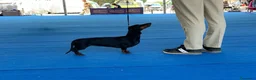 Bassotto cani in vendita: Bassotti nani pelo corto - Annuncio 7
