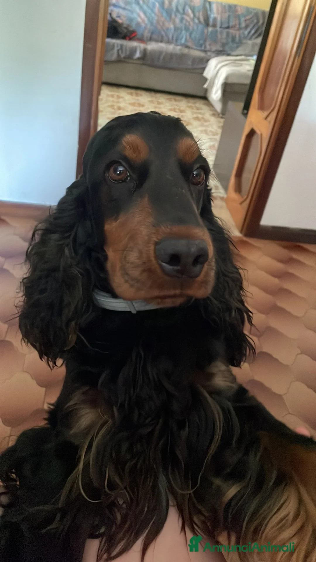 Cocker cani per accoppiamento: Cocker Nero Focato a Provincia di Vicenza - Annuncio 2