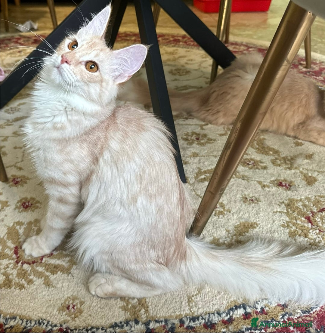 Angora turco gatti in vendita: Angora Turco, Gatto di razza  - Annuncio 8