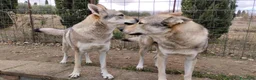 Lupo Cecoslovacco cani in vendita: Cuccioli lupo cecoslovacco  - Annuncio 4