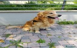 Golden Retriever cani per accoppiamento: Golden retriever maschio per accoppiamento  a Città metropolitana di Roma Capitale - Immagine 4