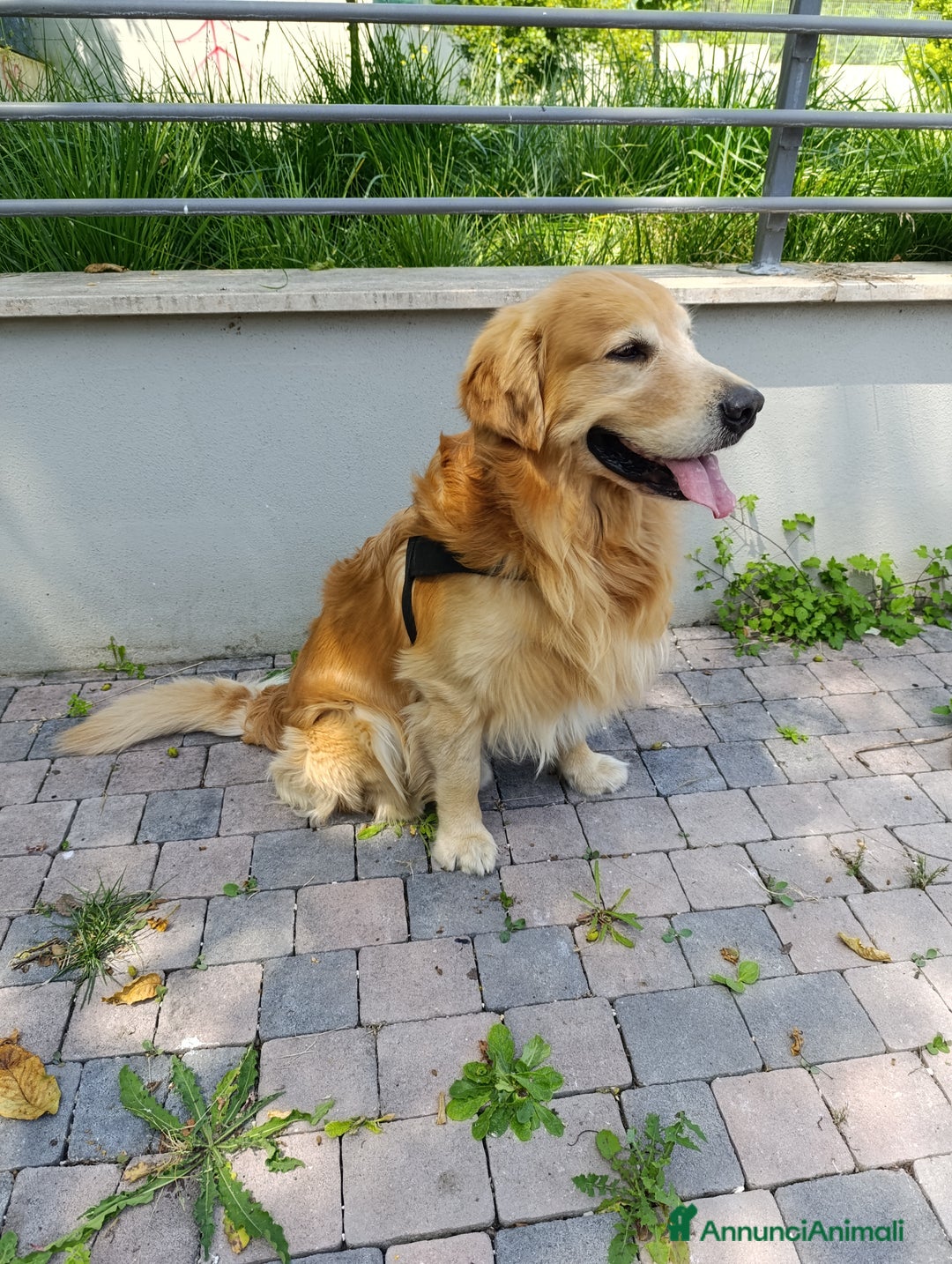 Golden Retriever cani per accoppiamento: Golden retriever maschio per accoppiamento  a Città metropolitana di Roma Capitale - Immagine 4