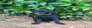 Labrador 2