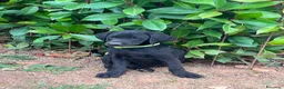 Labrador cani in vendita: Working Labrador Retriever - Annuncio 3