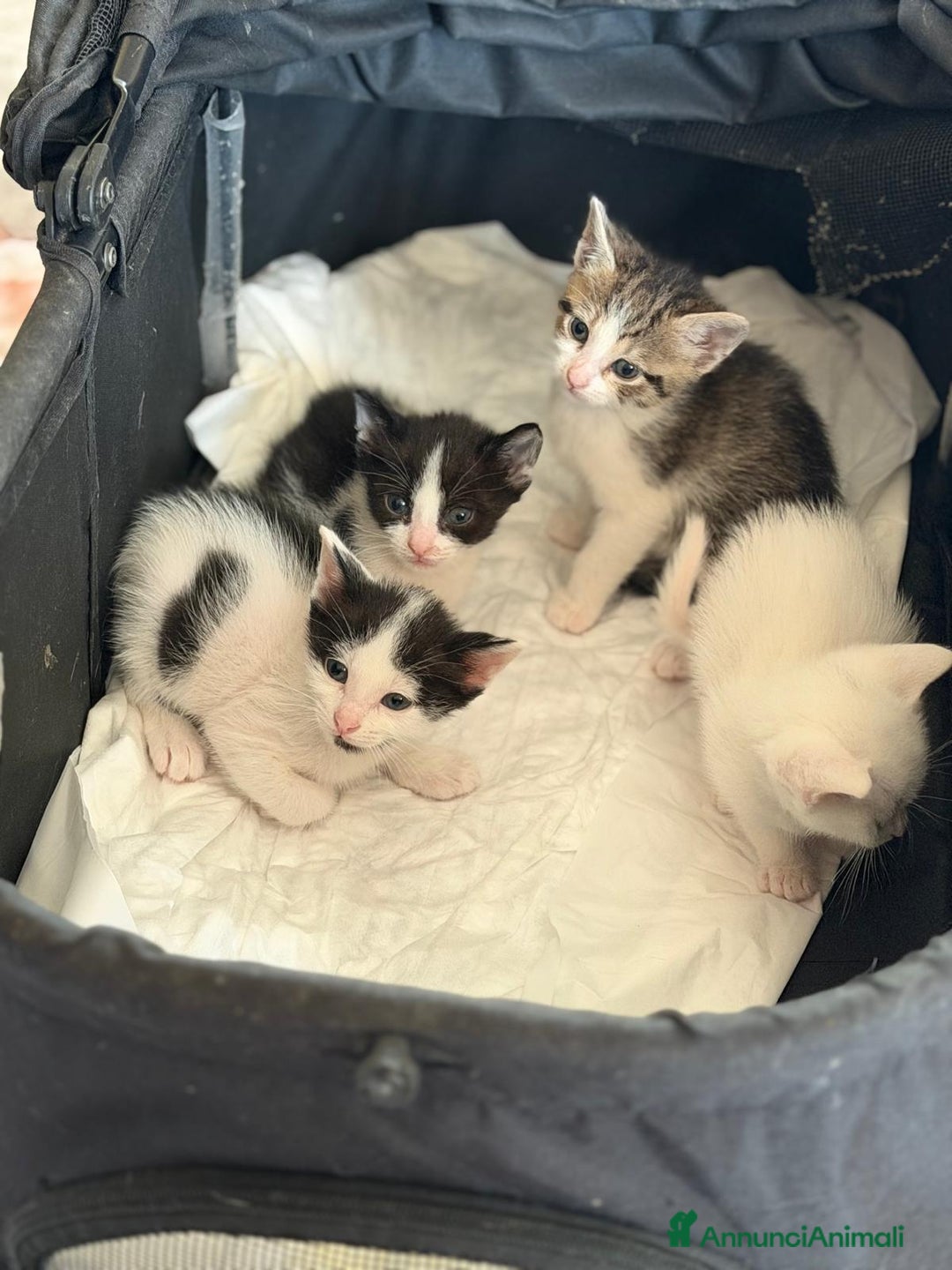 Europeo gatti in regalo: Gattini nati in casa - Annuncio 1