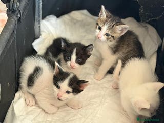 Europeo gatti Gattini nati in casa - Annuncio 12