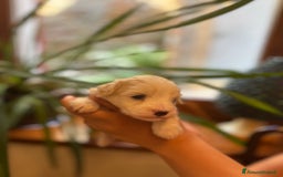 Maltese cani in vendita: CUCCIOLI CUCCIOLO DI DI MALTIPOO a Provincia di Verona - Immagine 6