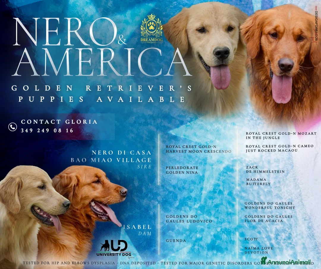 Golden Retriever cani in vendita: Cuccioli disponibili Golden Retriever allevamento  a Provincia di Lecco - Annuncio 2