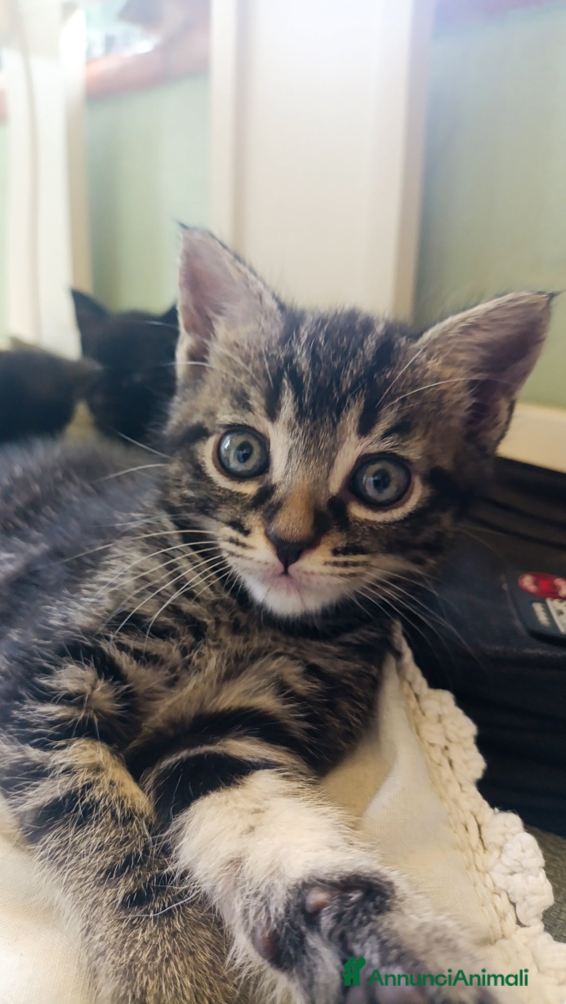 Europeo gatti in vendita: Vendita gattini  - Annuncio 3