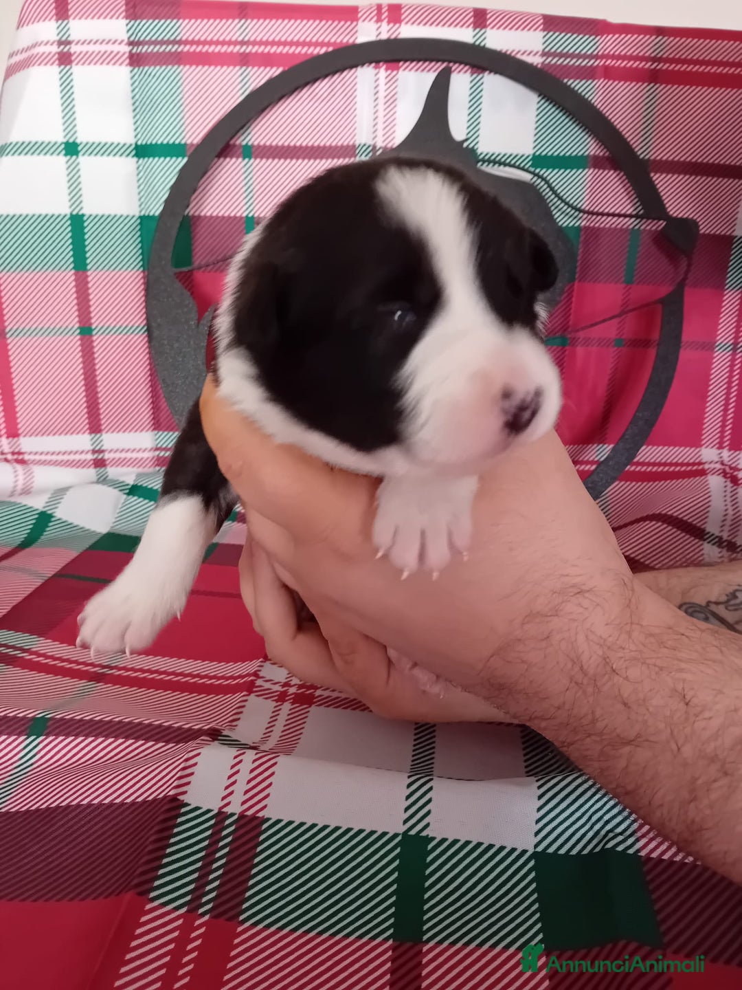 Border Collie cani in vendita: cuccioli border collie  - Annuncio 24