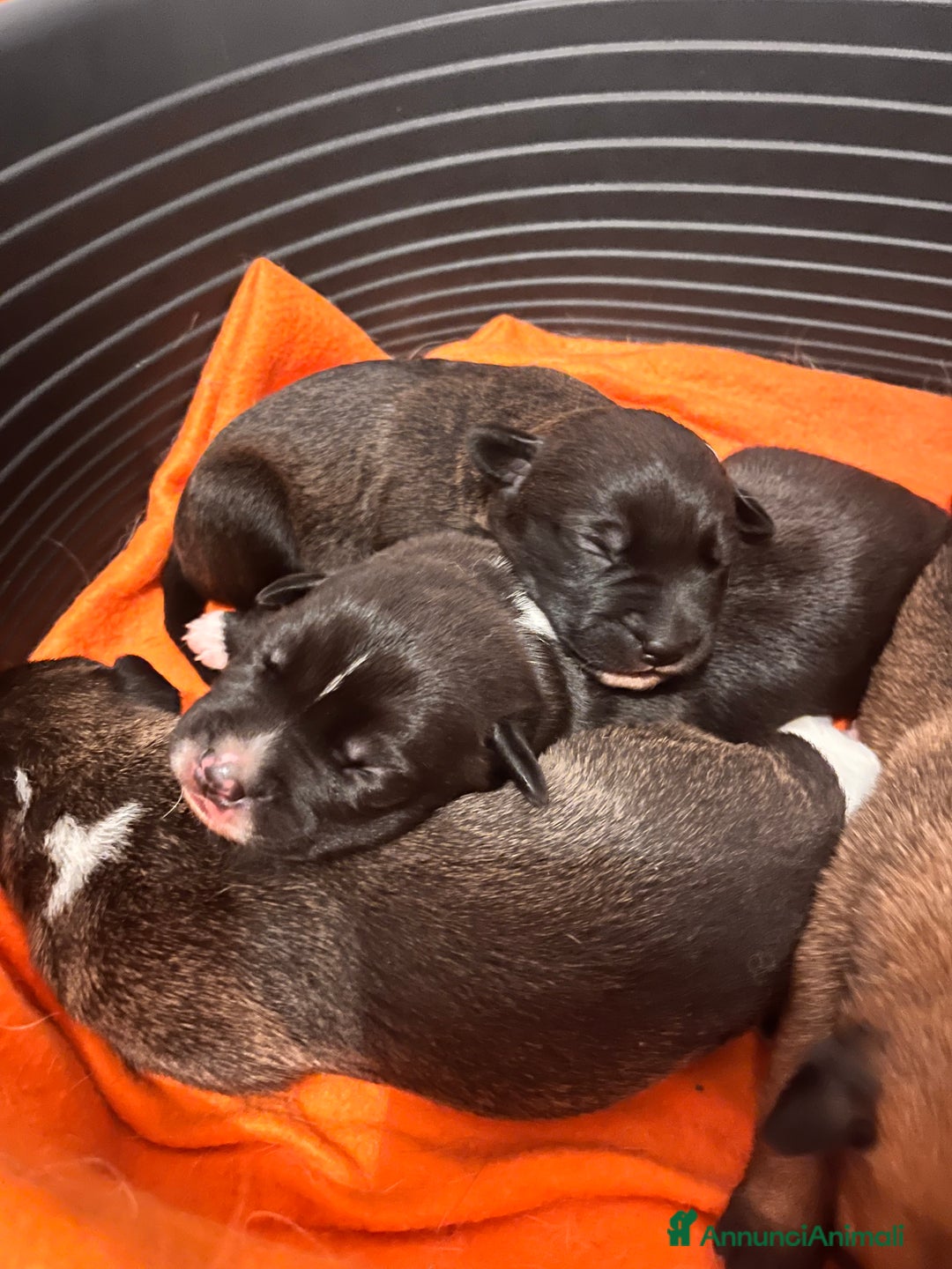 Meticcio cani in regalo: Disponile 1 cucciolo femmina - Annuncio 2