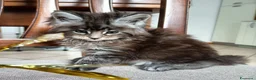 Maine Coon gatti in vendita: Maine coon - Annuncio 11