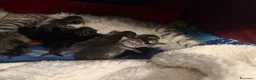 Maine Coon gatti in vendita: Dolcissimi cuccioli di Maine coon  - Annuncio 2