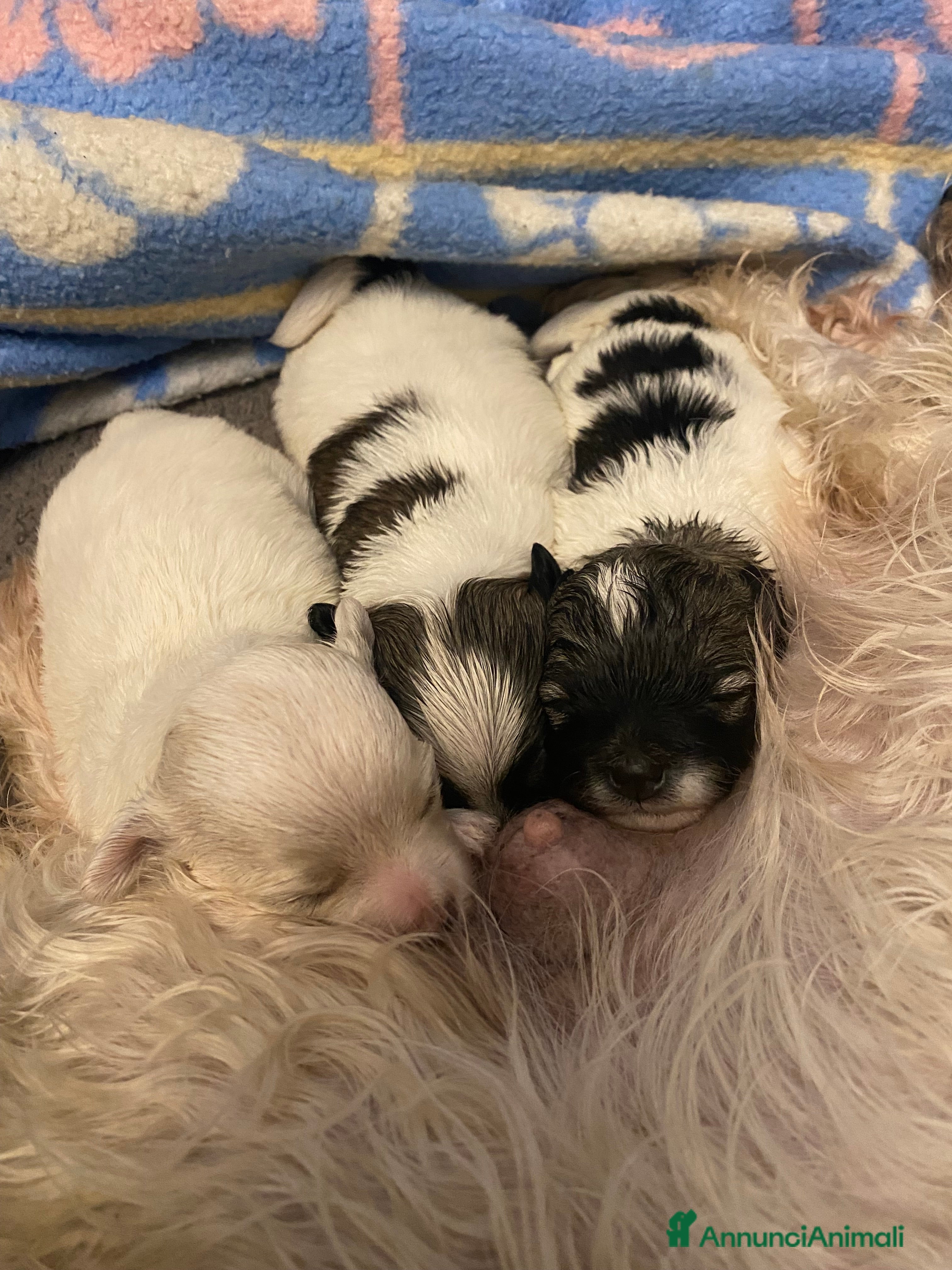 Maltipoo cani Cuccioli maltipoo - Annuncio 12