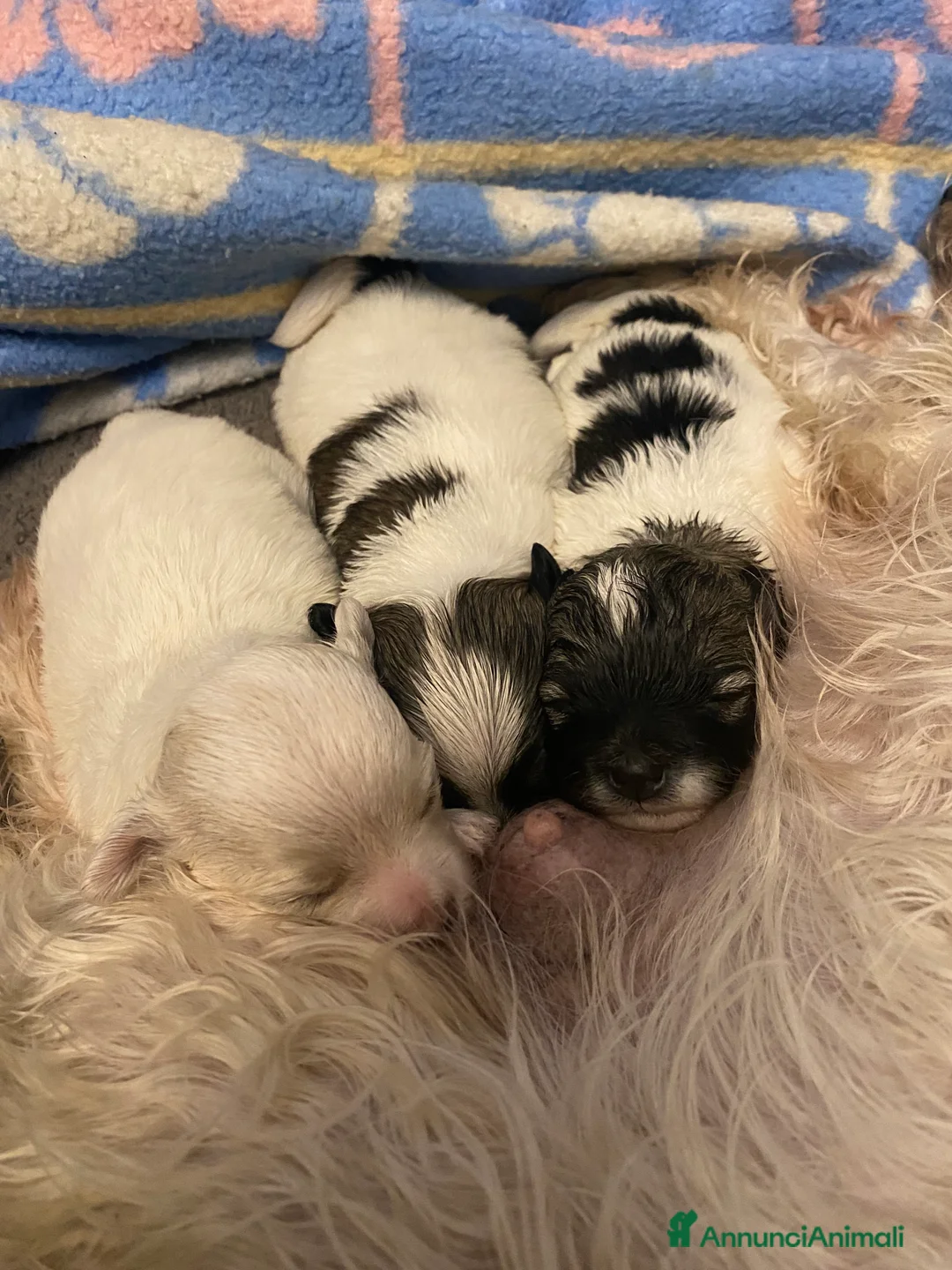 Maltipoo cani in vendita: Cuccioli maltipoo - Annuncio 1