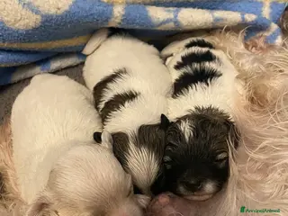 Maltipoo cani Cuccioli maltipoo - Annuncio 12