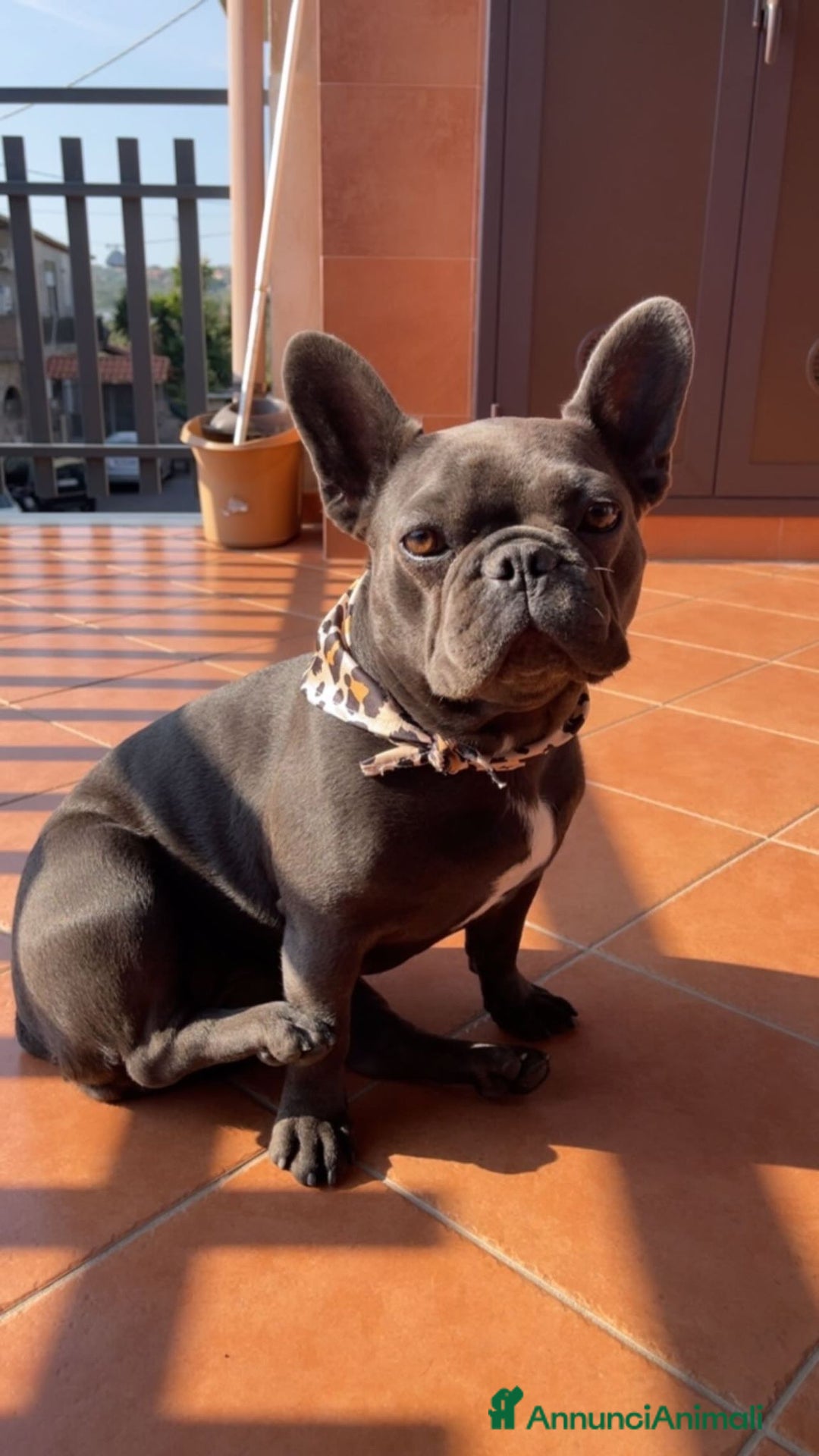 Bulldog Francese cani in vendita: Bulldog francese esotico - Annuncio 4