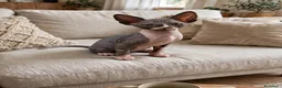 Sphynx gatti in vendita: sphynx - Annuncio 2